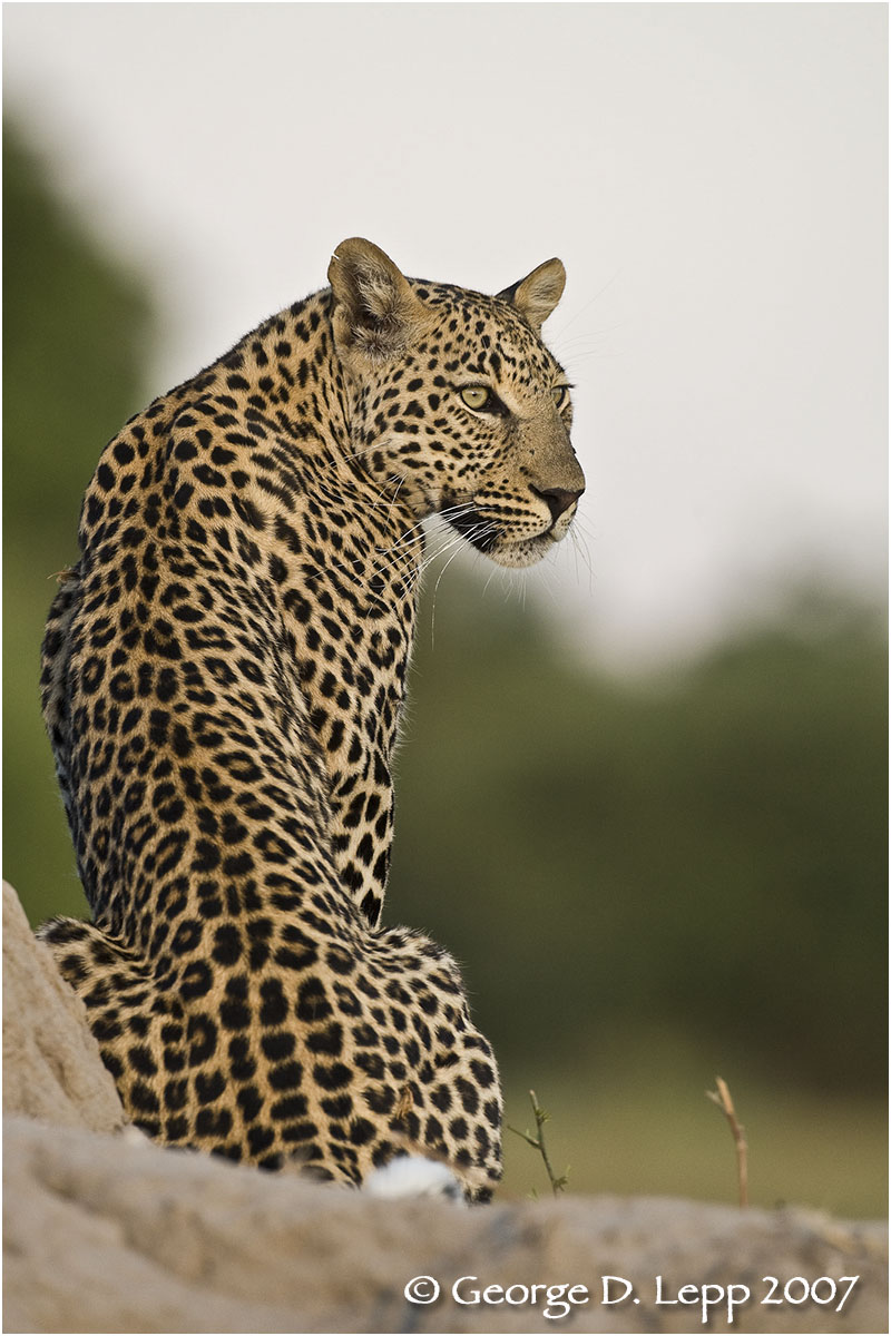 Leopard, Botswana. © George D. Lepp 2007 M-CA-LE-0018