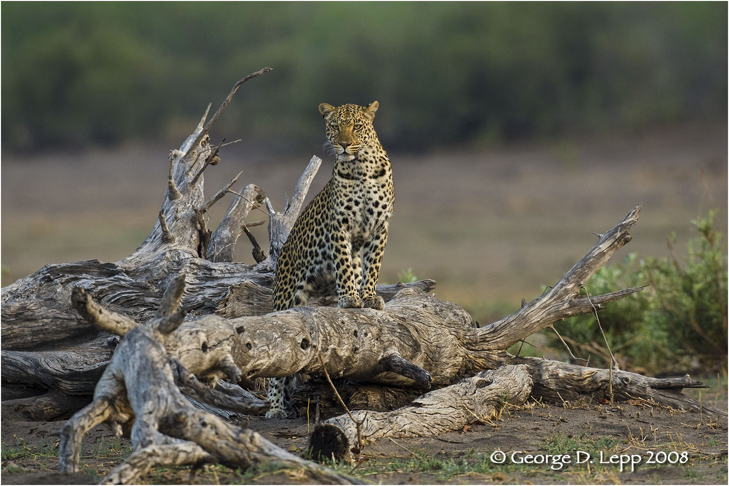 Leopard, Botswana. © George D. Lepp 2007 M-CA-LE-0001