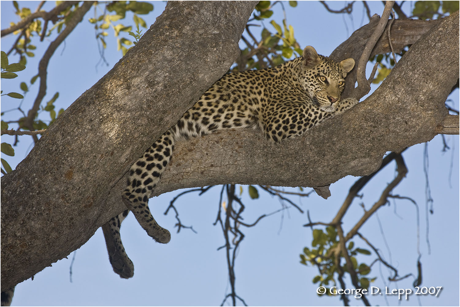 Leopard, Botswana. © George D. Lepp 2007 M-CA-LE-0010