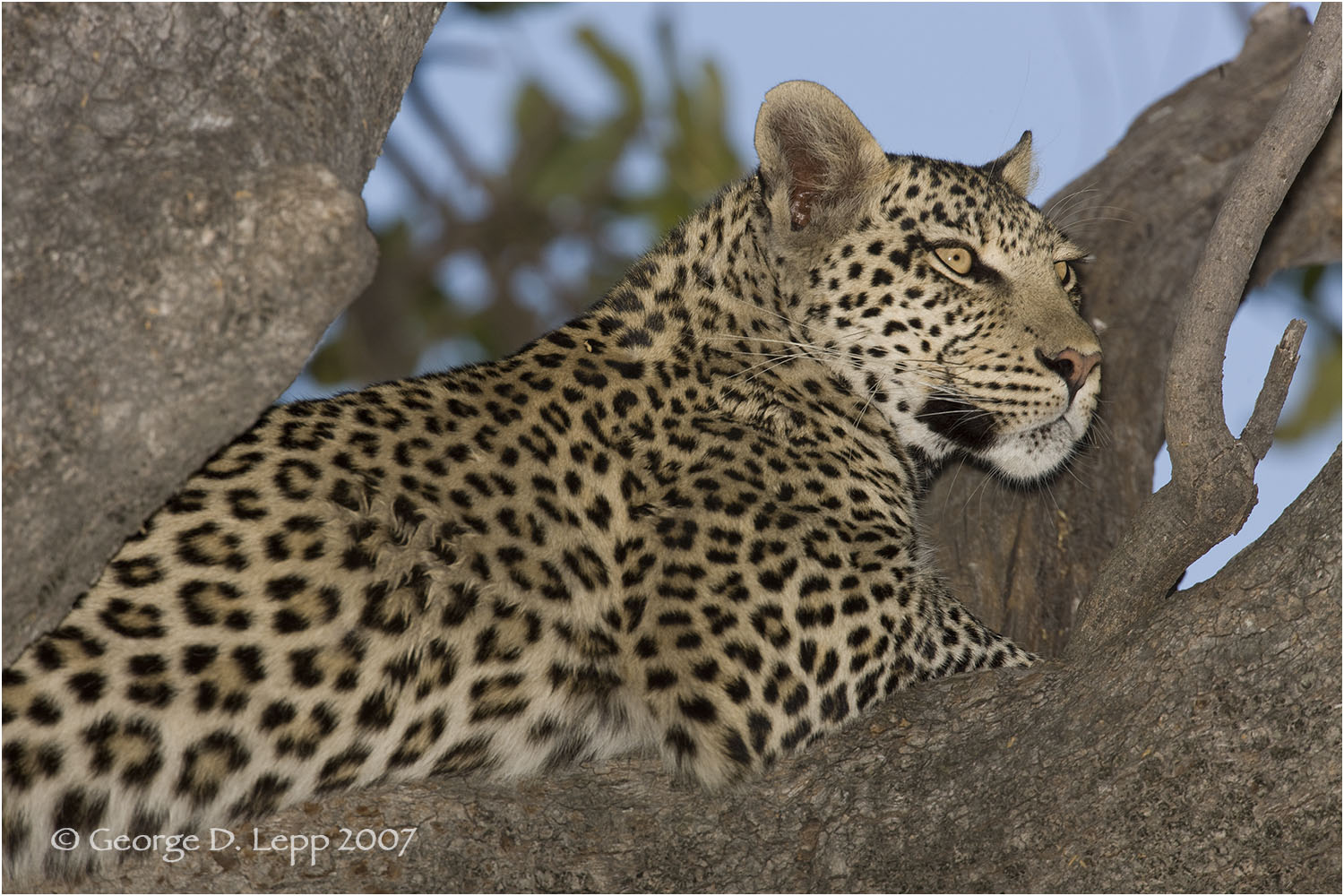 Leopard, Botswana. © George D. Lepp 2007 M-CA-LE-0030