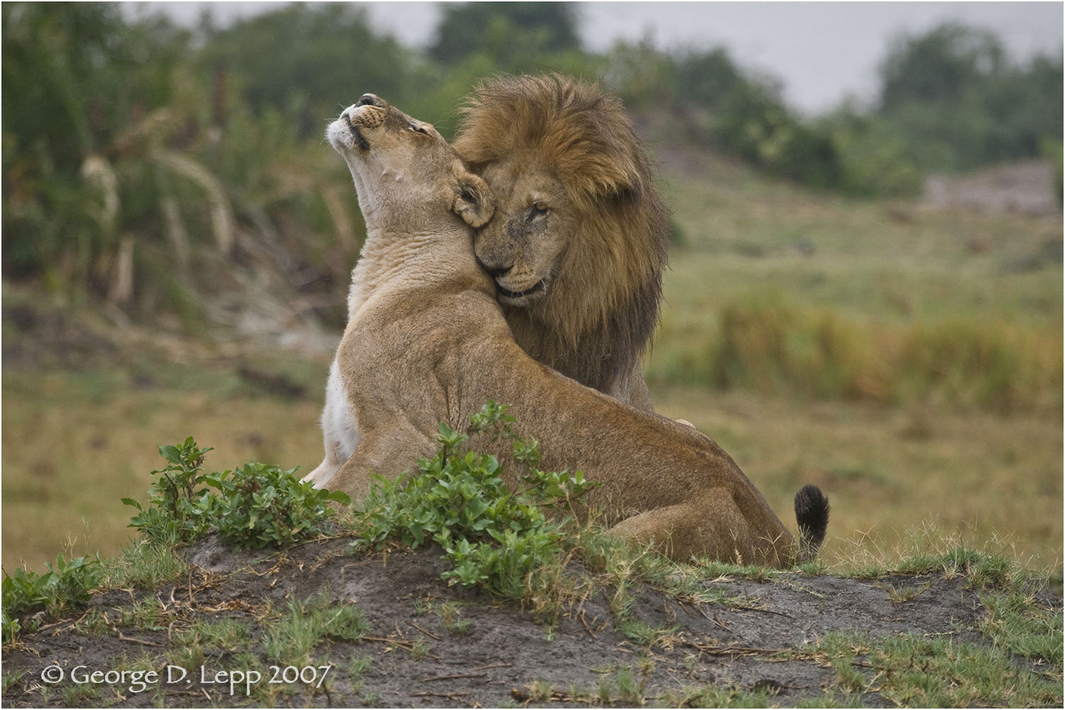 Lions, Duba Plains. Botswana. © George D. Lepp 2007 M-CA-LI-0006
