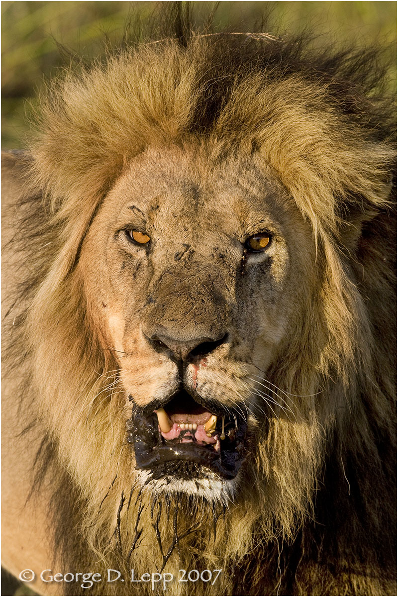 Lion male, Botswana. George D. Lepp 2007 M-CA-LI-0030
