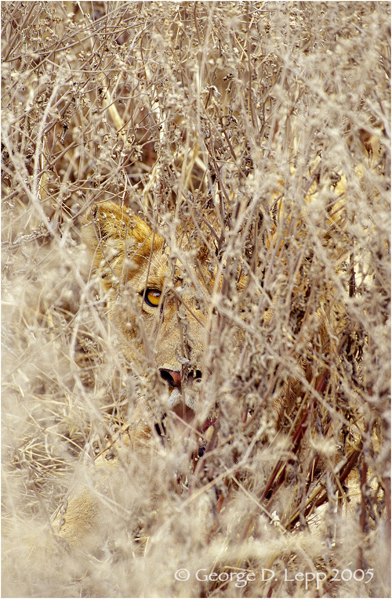 Lion, Tanzania. © George D. Lepp 2005 M-CA-LI-0037