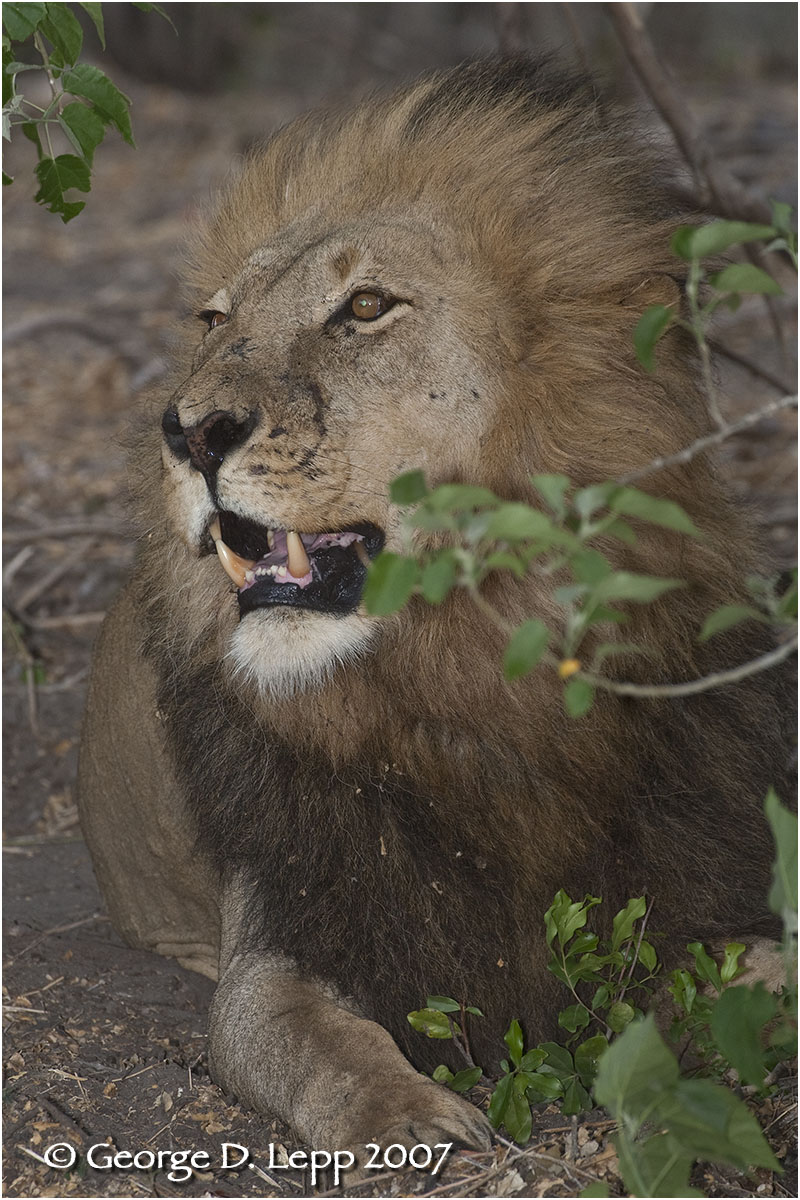 Duba Boy, Botswana. George D. Lepp 2007 M-CA-LI-0055