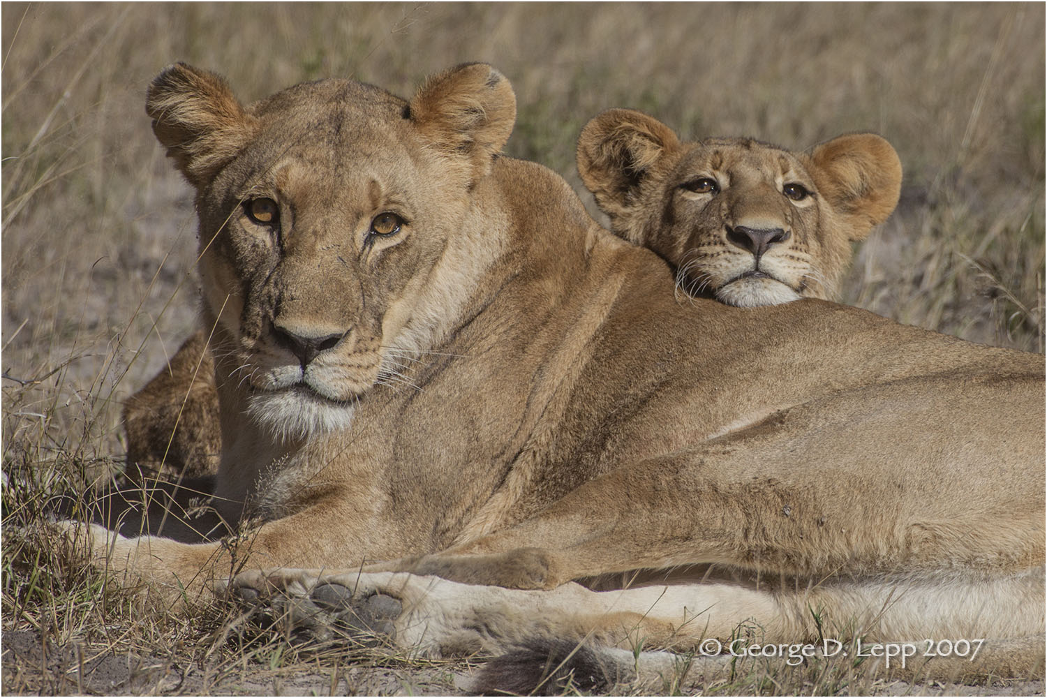Lion female w/cub, Botswana. George D. Lepp 2007 M-CA-LI-0058