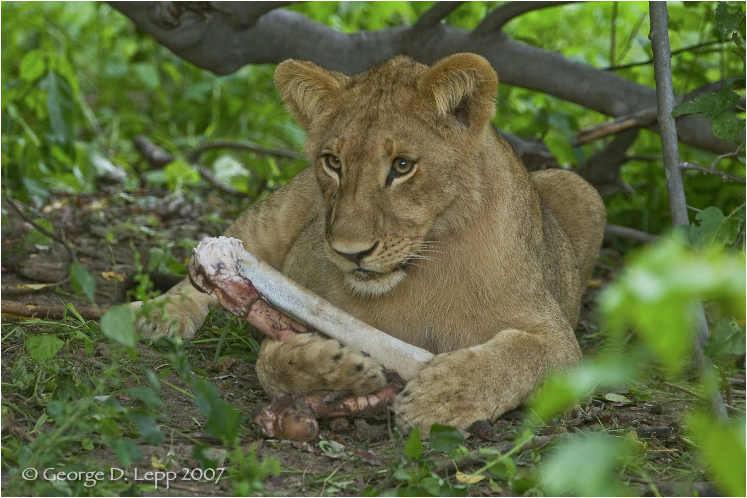 Lion cub, Botswana. George D. Lepp 2007 M-CA-LI-0056