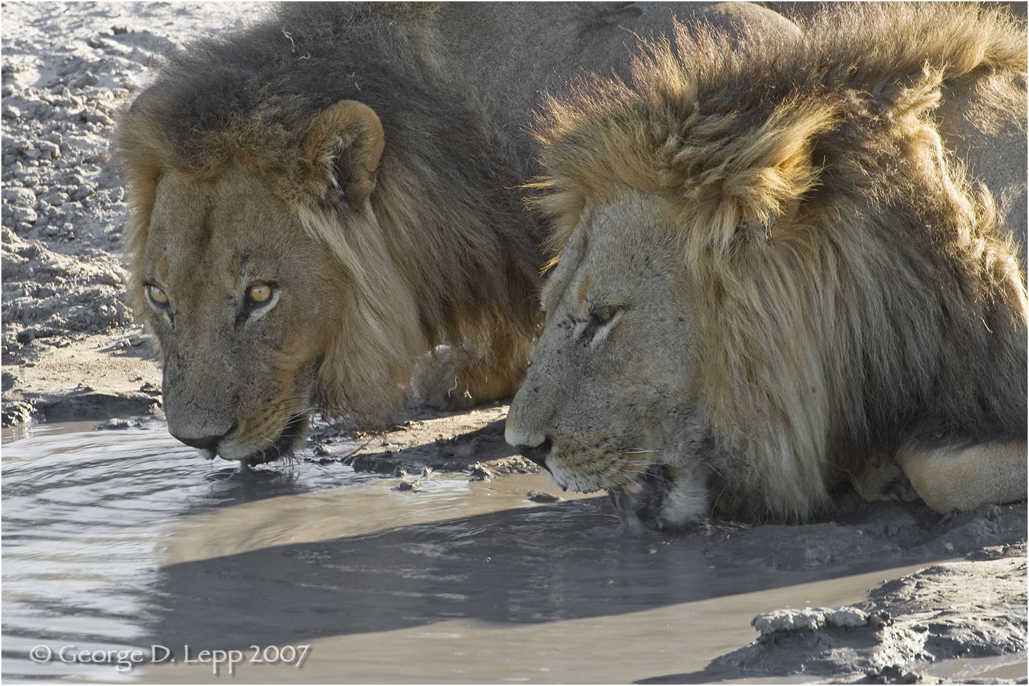 Lion male, Botswana. George D. Lepp 2007 M-CA-LI-0020