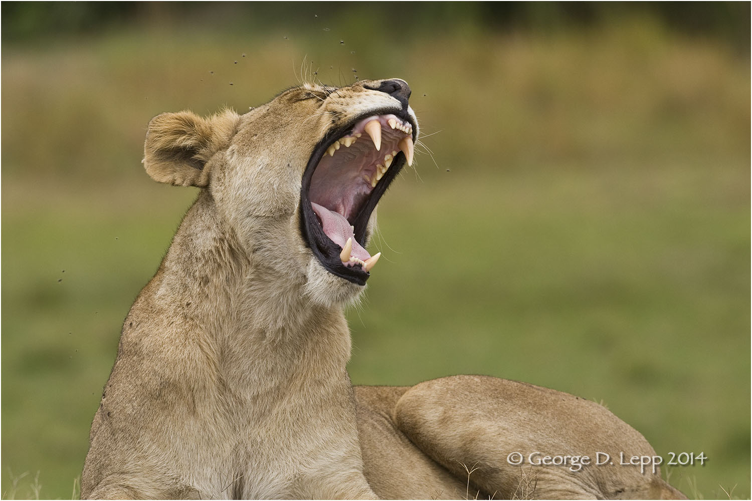 Lion female, Botswana. George D. Lepp 2007 M-CA-LI-0008