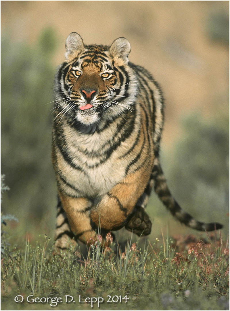 Tiger (captive). © George D. Lepp 2014 M-CA-TI-0001