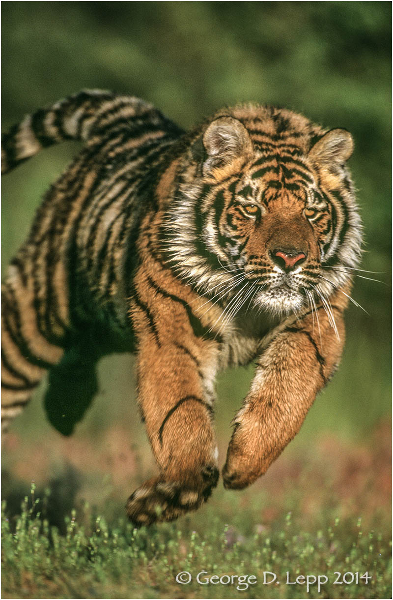Tiger (captive). © George D. Lepp 2014 M-CA-TI-0002