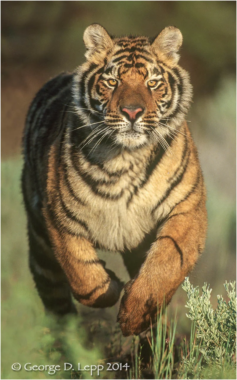Tiger (captive). © George D. Lepp 2014 M-CA-TI-0003