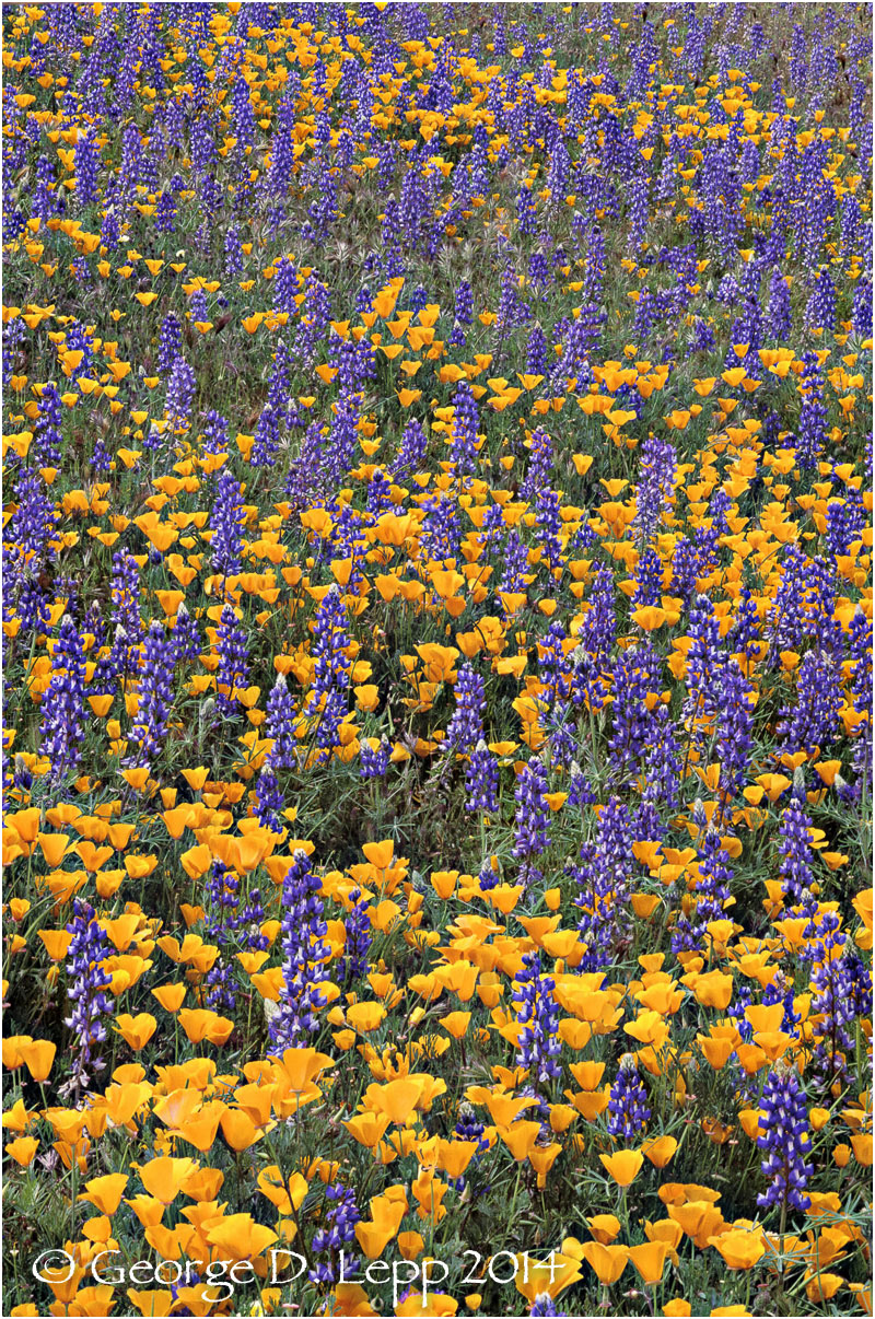 California Poppy. © George D. Lepp 2014 PW-PO-0030