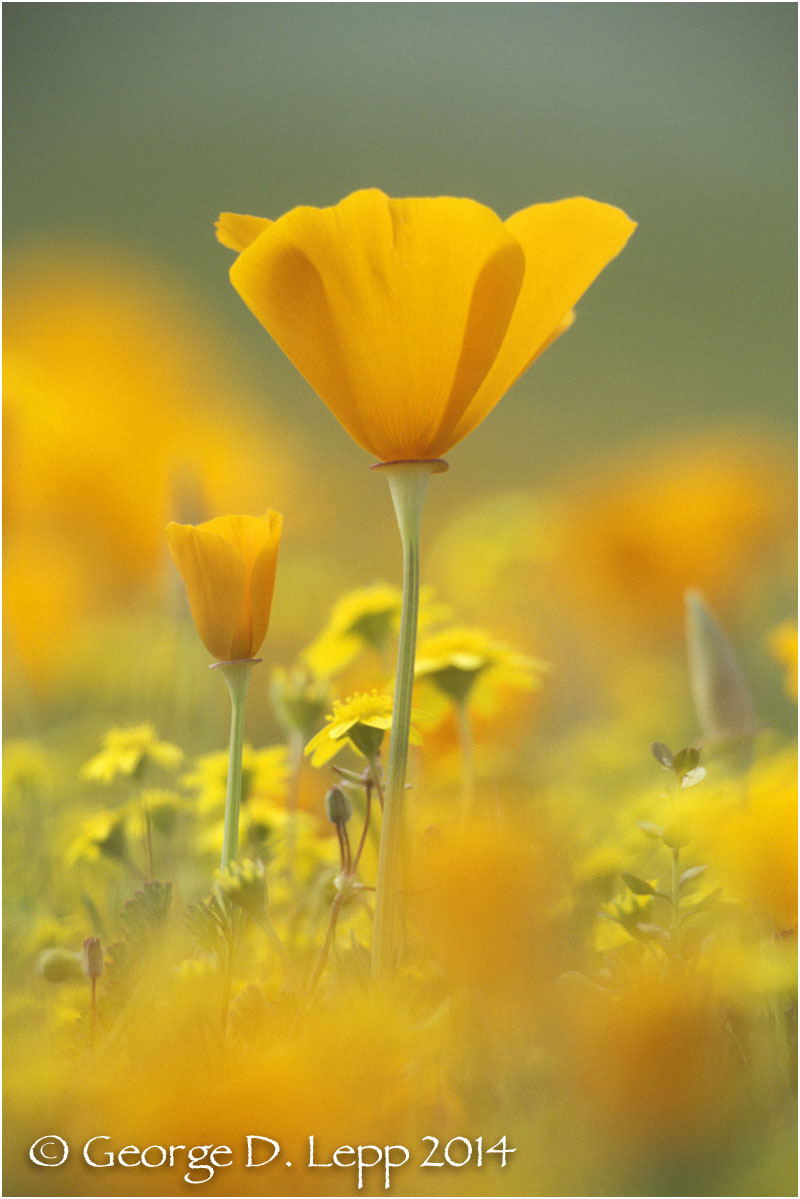 California Poppy. © George D. Lepp 2014 PW-PO-0072