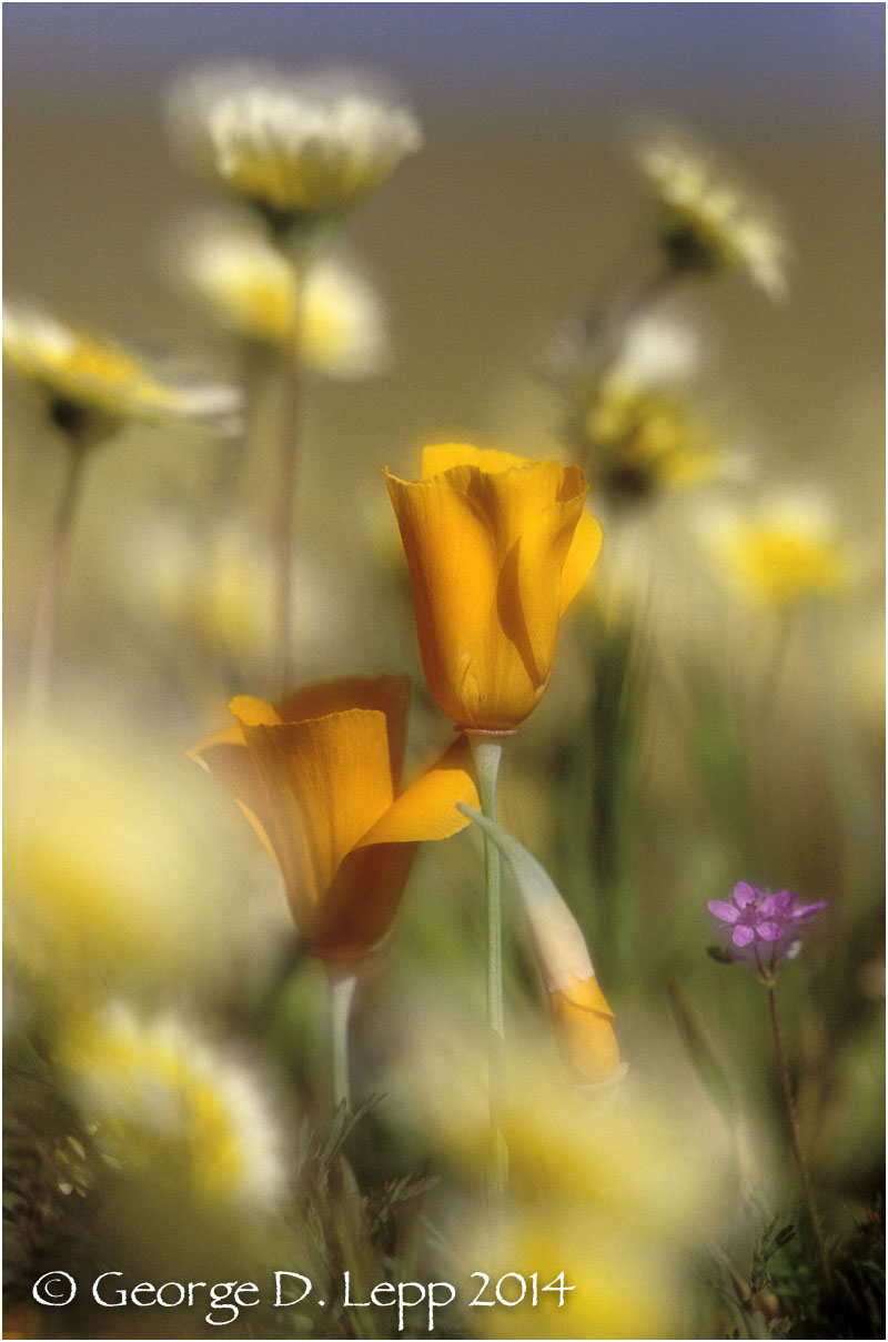California Poppy. © George D. Lepp 2014 PW-PO-0082
