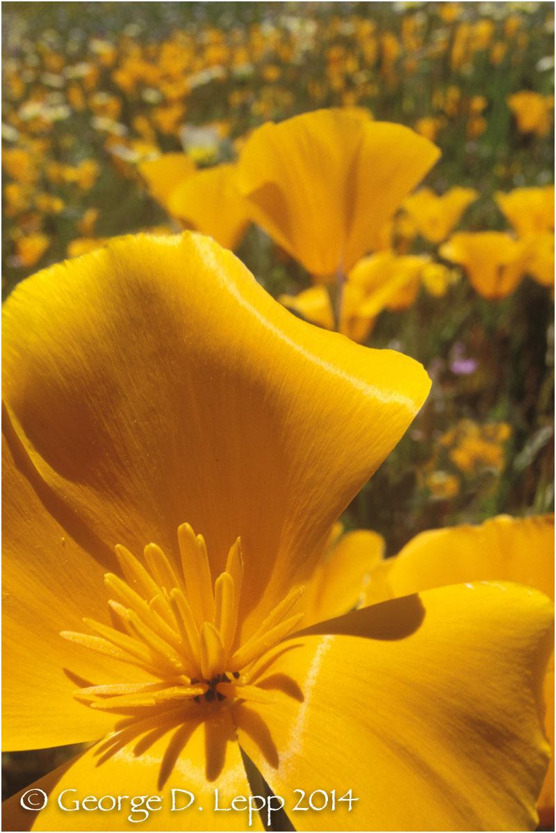 California Poppy. © George D. Lepp 2014 PW-PO-0084