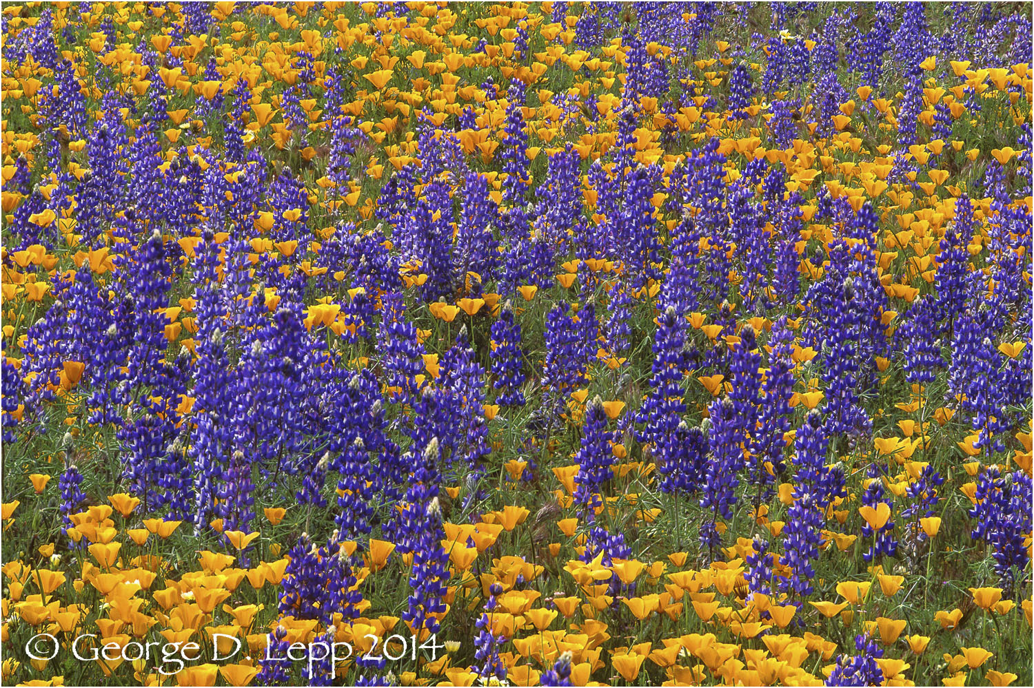 California Poppy. © George D. Lepp 2014 PW-PO-0033