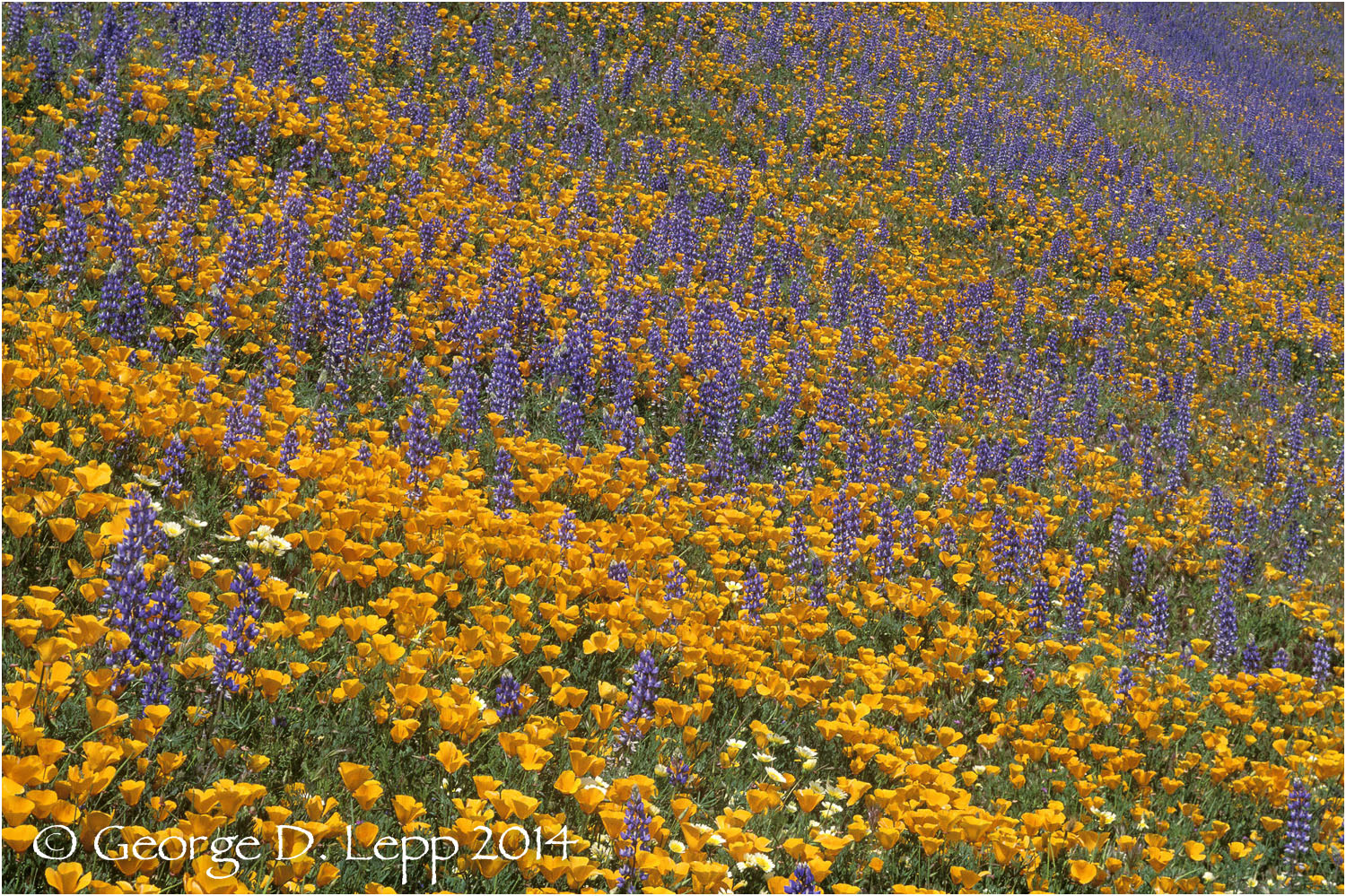 California Poppy. © George D. Lepp 2014 PW-PO-0029