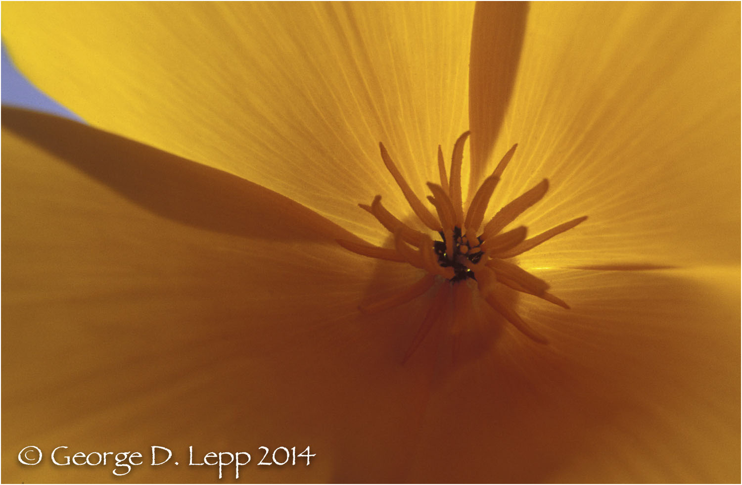 California Poppy. © George D. Lepp 2014 PW-PO-0089
