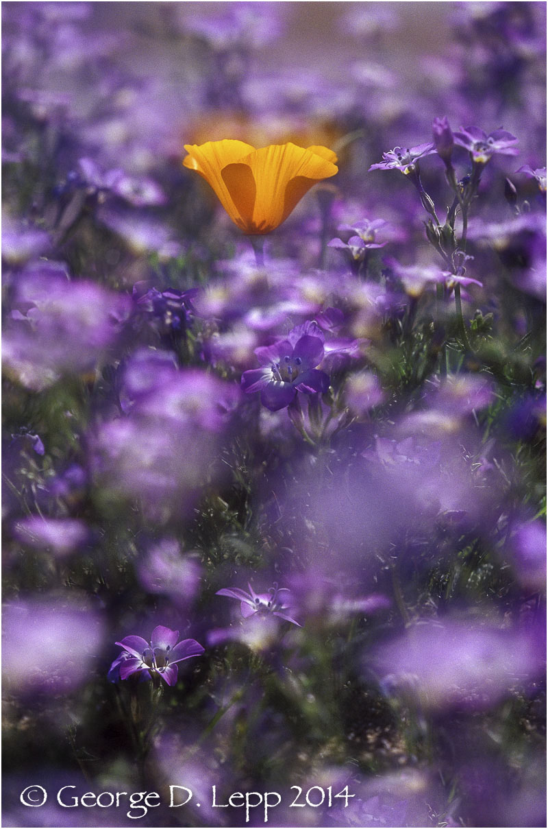 California Poppy. © George D. Lepp 2014 PW-PO-0166
