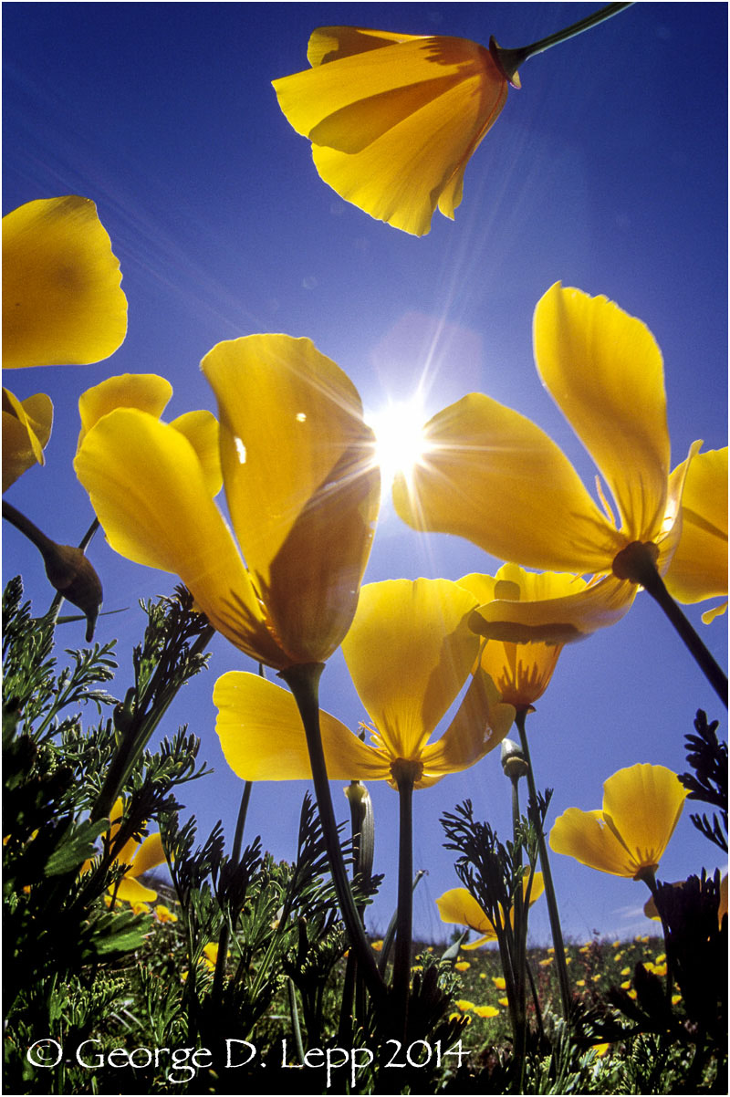 California Poppy. © George D. Lepp 2014 PW-PO-0117