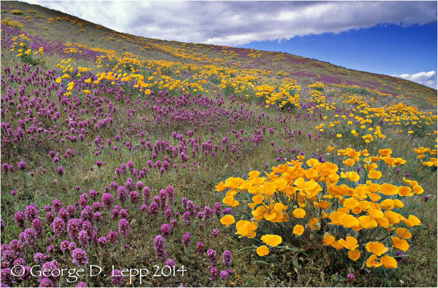 California Poppy. © George D. Lepp 2014 PW-PO-0046