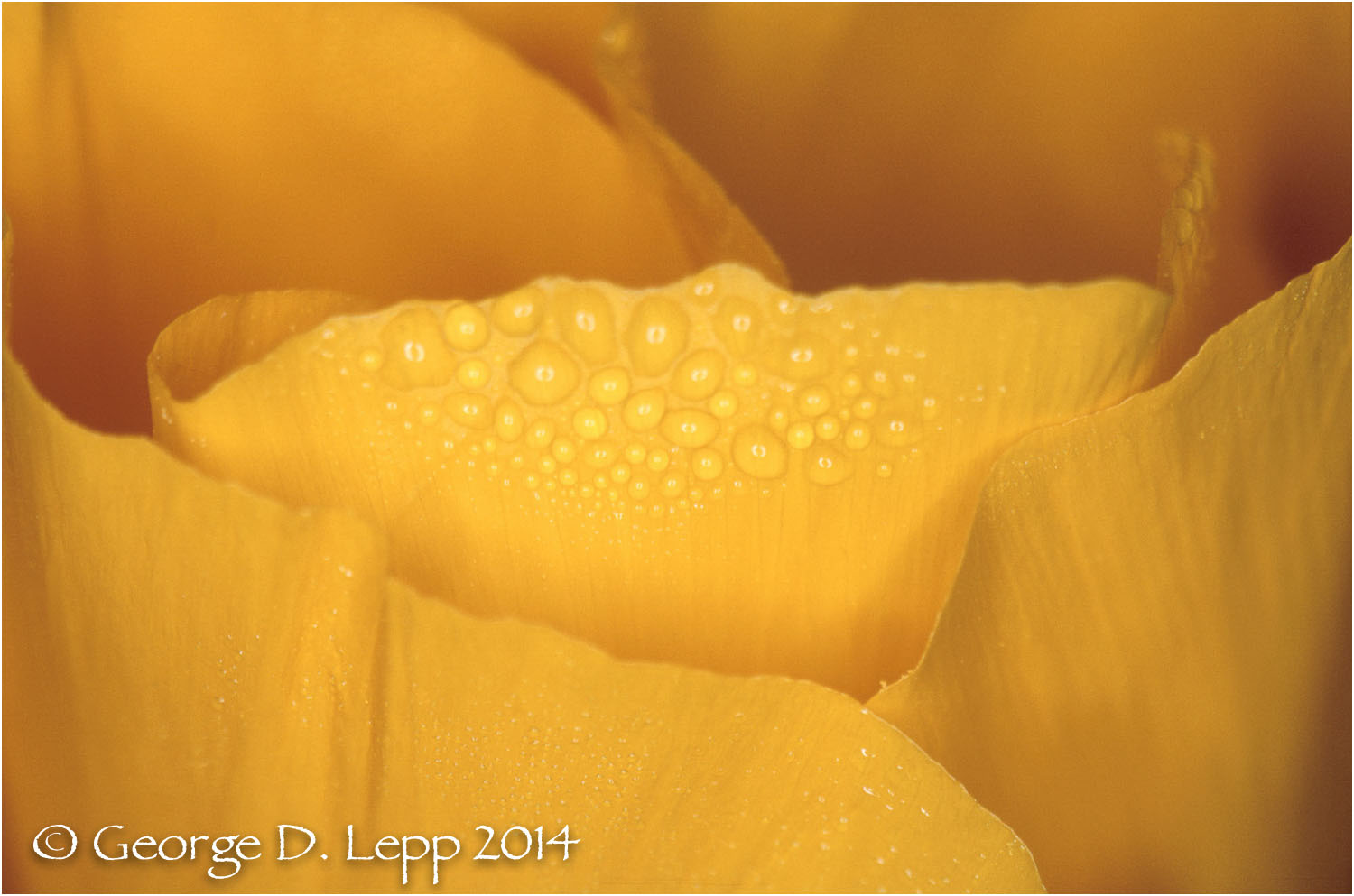 California Poppy. © George D. Lepp 2014 PW-PO-0173