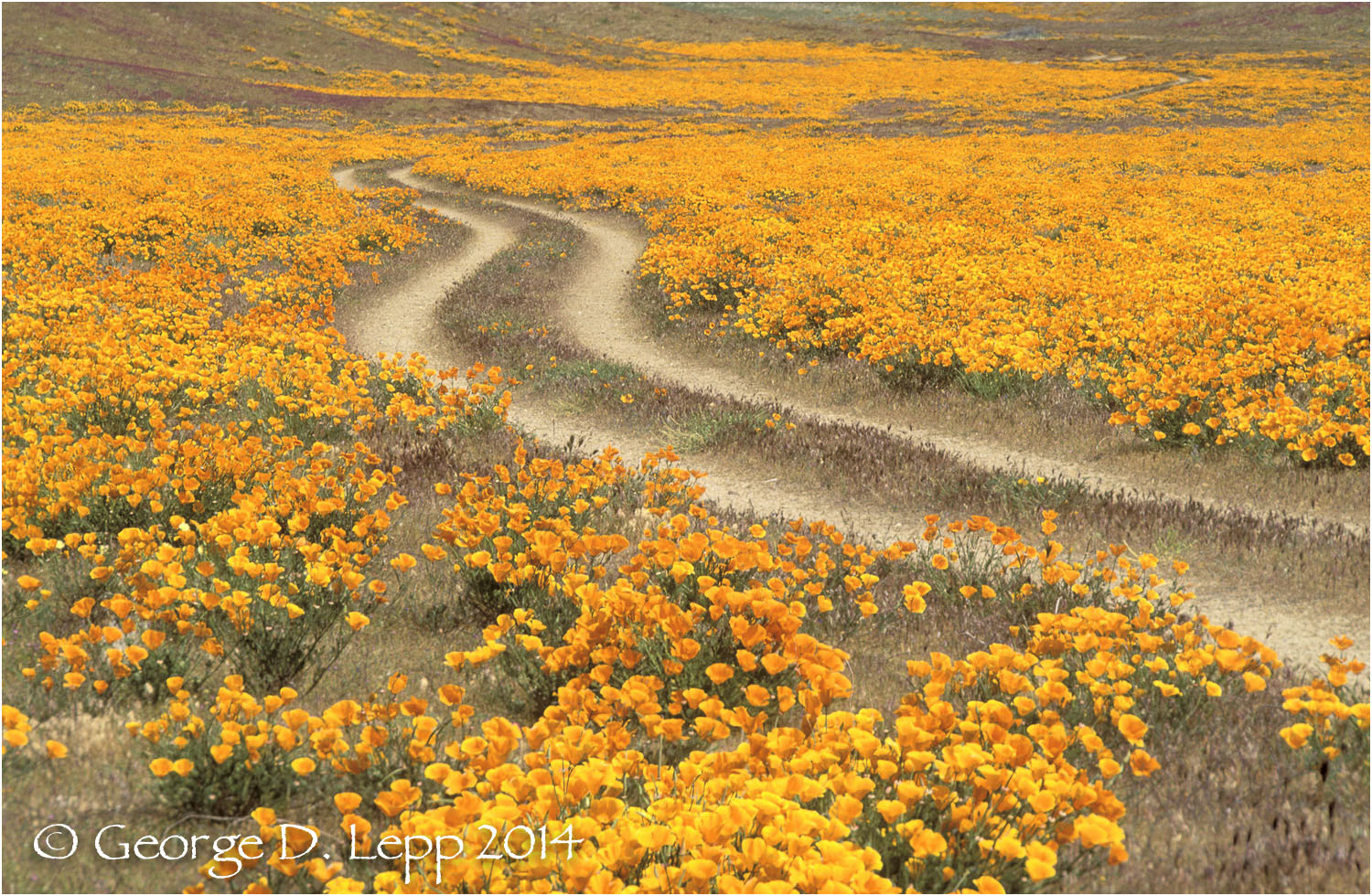 California Poppy. © George D. Lepp 2014 PW-PO-0210