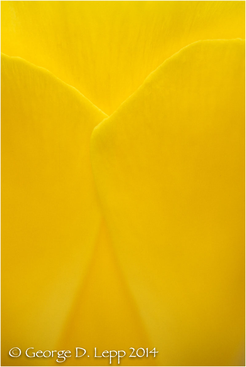 California Poppy. © George D. Lepp 2014 PW-PO-0191