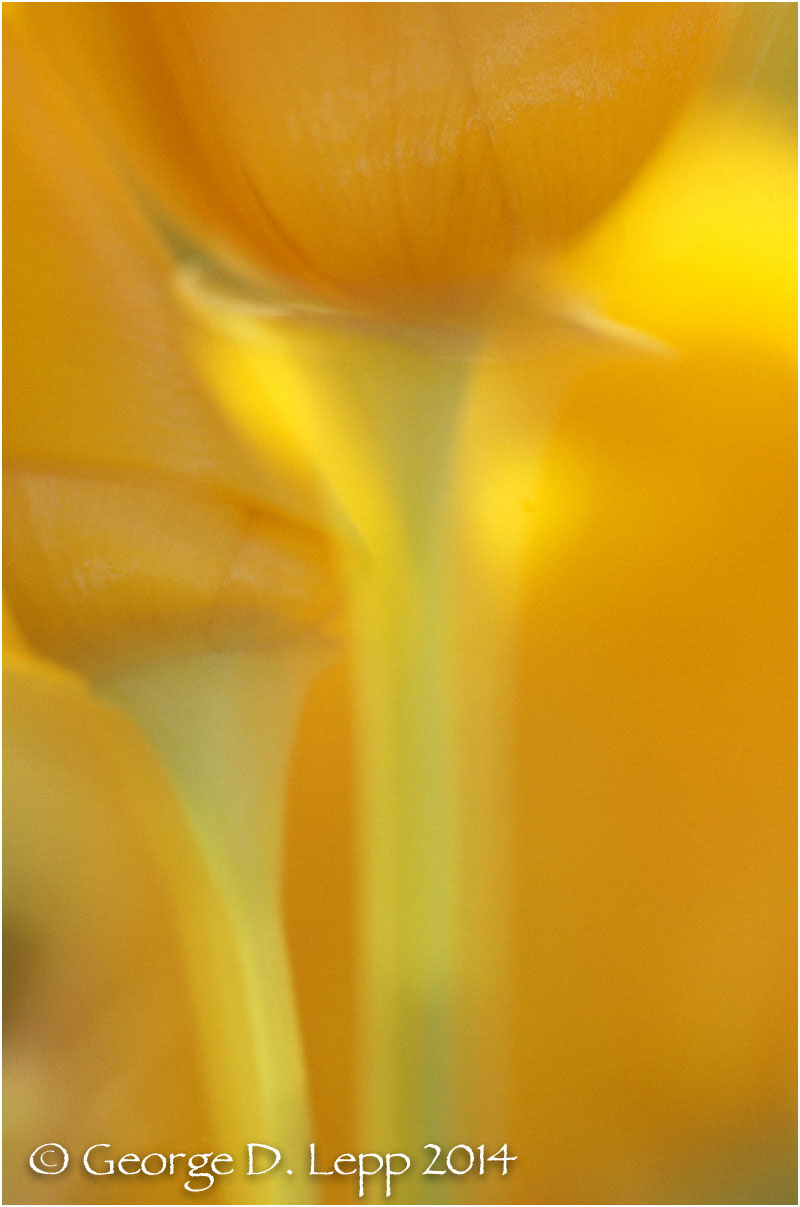 California Poppy. © George D. Lepp 2014 PW-PO-0193