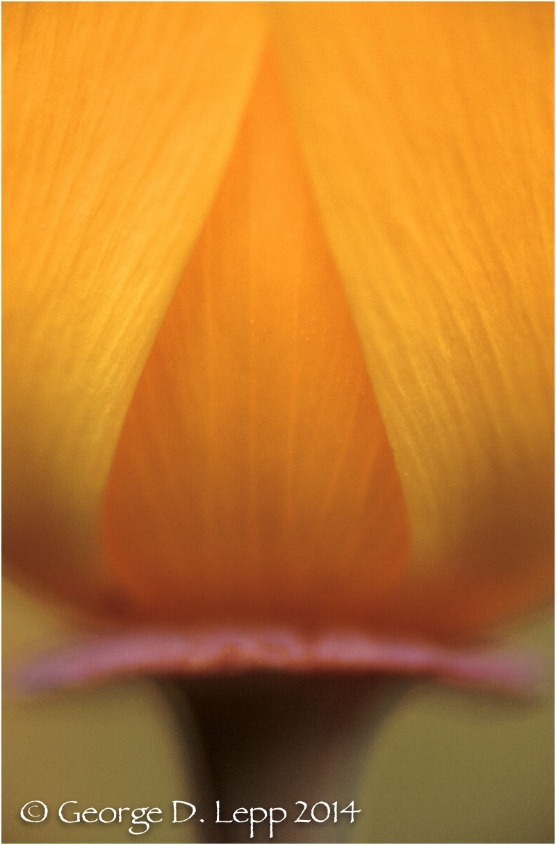 California Poppy. © George D. Lepp 2014 PW-PO-0196