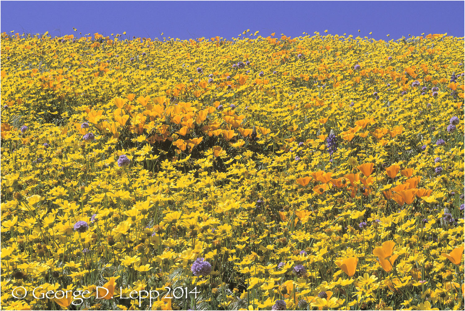 California Poppy. © George D. Lepp 2014 PW-PO-0207
