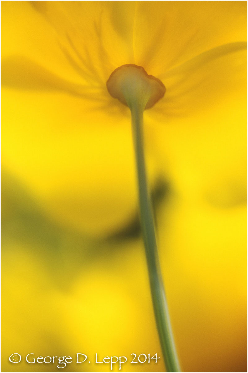 California Poppy. © George D. Lepp 2014 PW-PO-0184