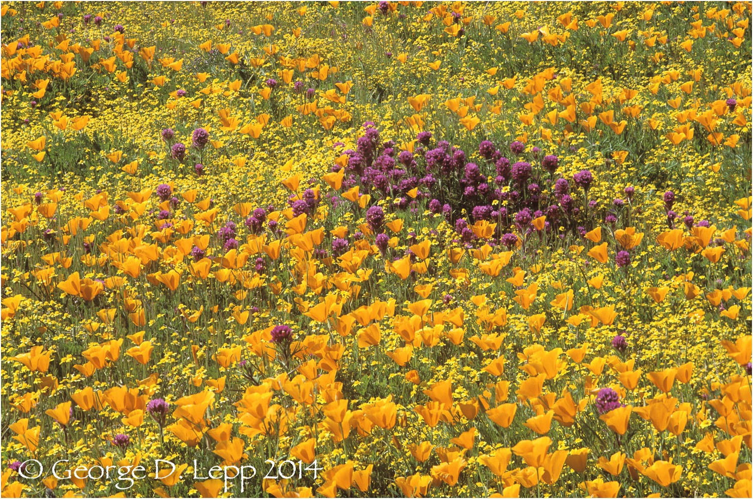 California Poppy. © George D. Lepp 2014 PW-PO-0225