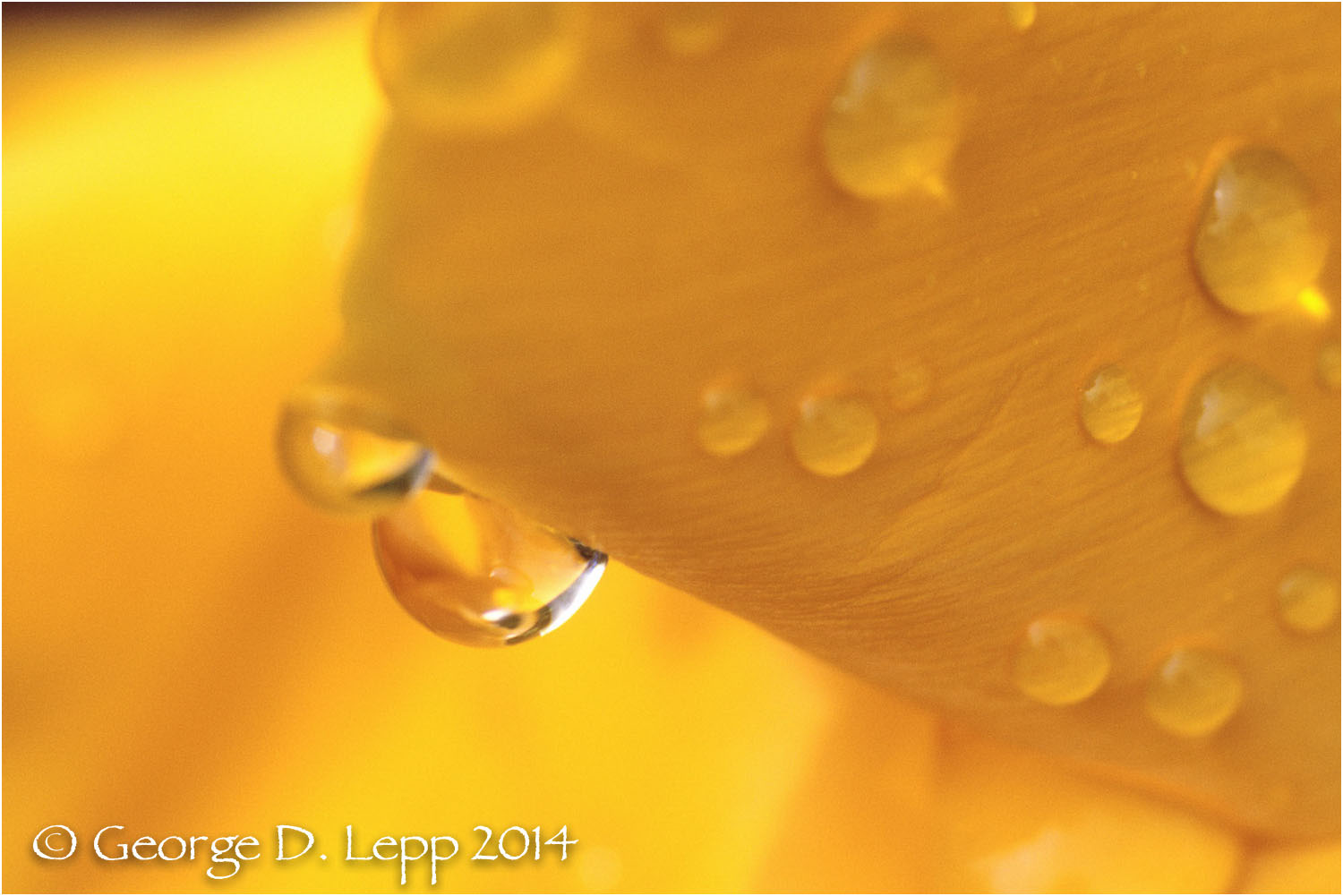 California Poppy. © George D. Lepp 2014 PW-PO-0190