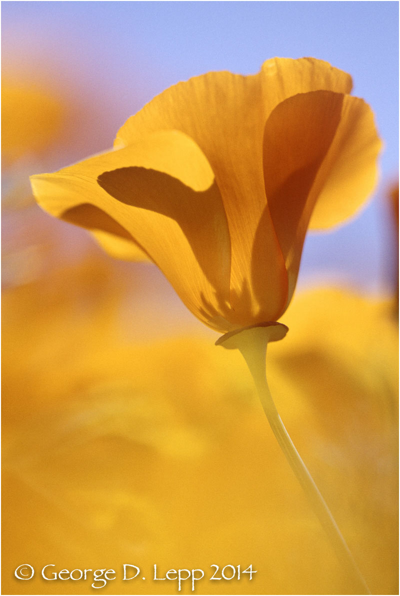 California Poppy. © George D. Lepp 2014 PW-PO-0211