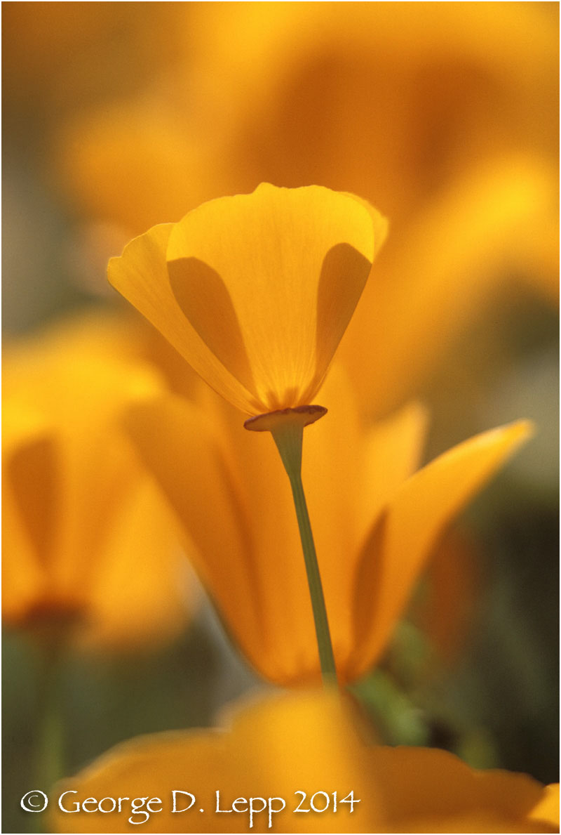 California Poppy. © George D. Lepp 2014 PW-PO-0217