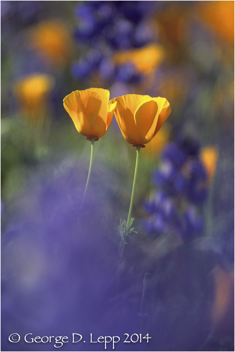California Poppy. © George D. Lepp 2014 PW-PO-0337