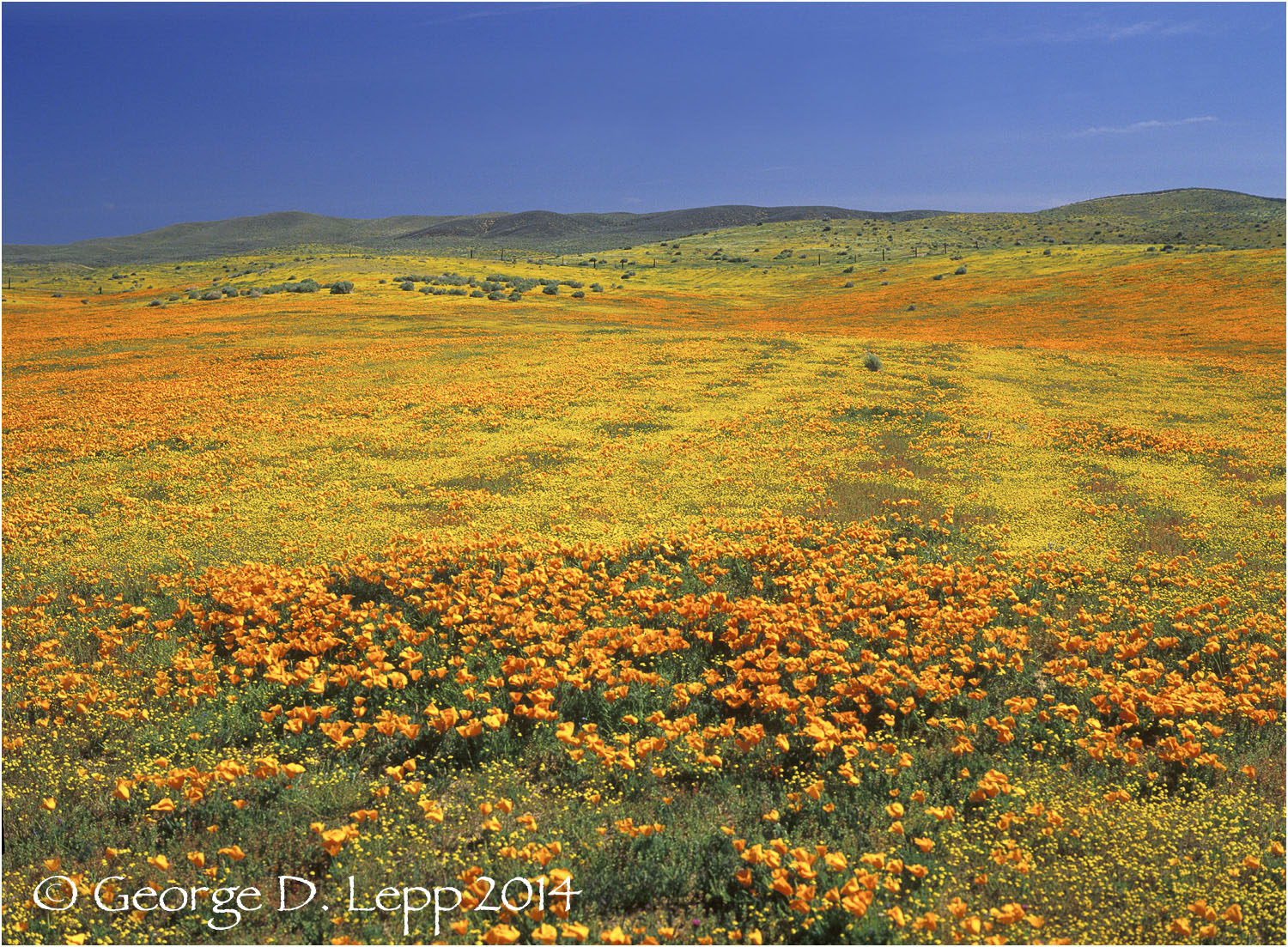 California Poppy. © George D. Lepp 2014 PW-PO-0363