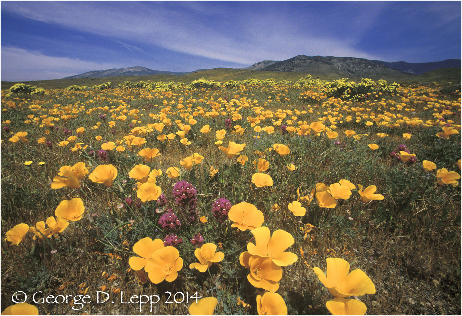 California Poppy. © George D. Lepp 2014 PW-PO-0256