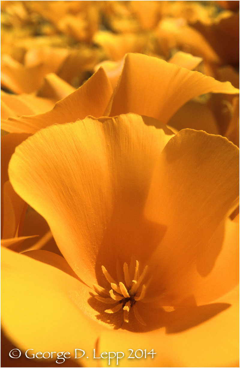 California Poppy. © George D. Lepp 2014 PW-PO-0047