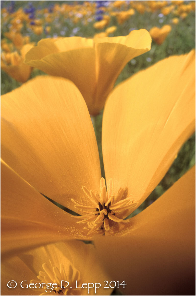 California Poppy. © George D. Lepp 2014 PW-PO-0244