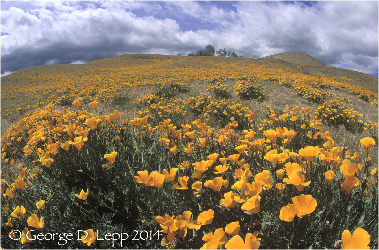 California Poppy. © George D. Lepp 2014 PW-PO-0023