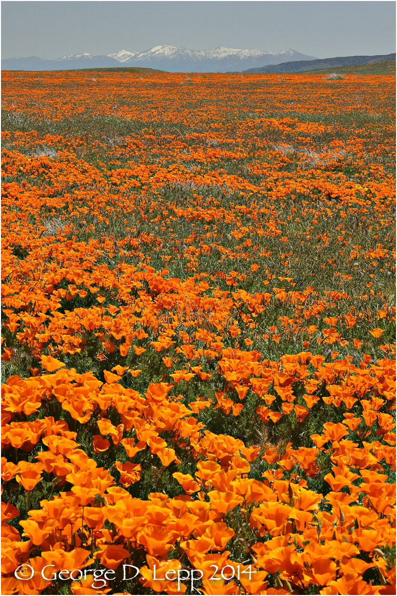 California Poppy. © George D. Lepp 2014 PW-PO-0351