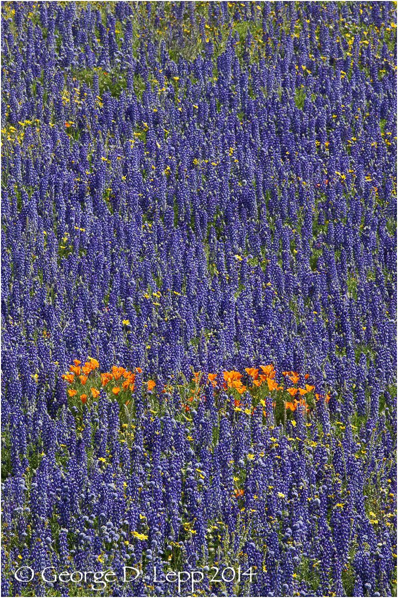 California Poppy. © George D. Lepp 2014 PW-PO-0340