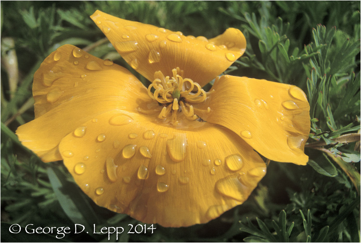 California Poppy. © George D. Lepp 2014 PW-PO-0111