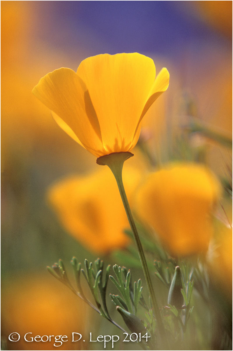 California Poppy. © George D. Lepp 2014 PW-PO-0213