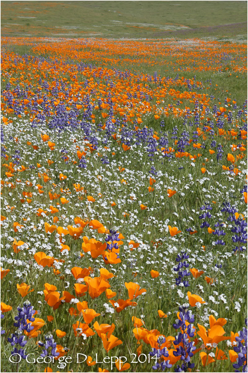 California Poppy. © George D. Lepp 2014 PW-PO-0361