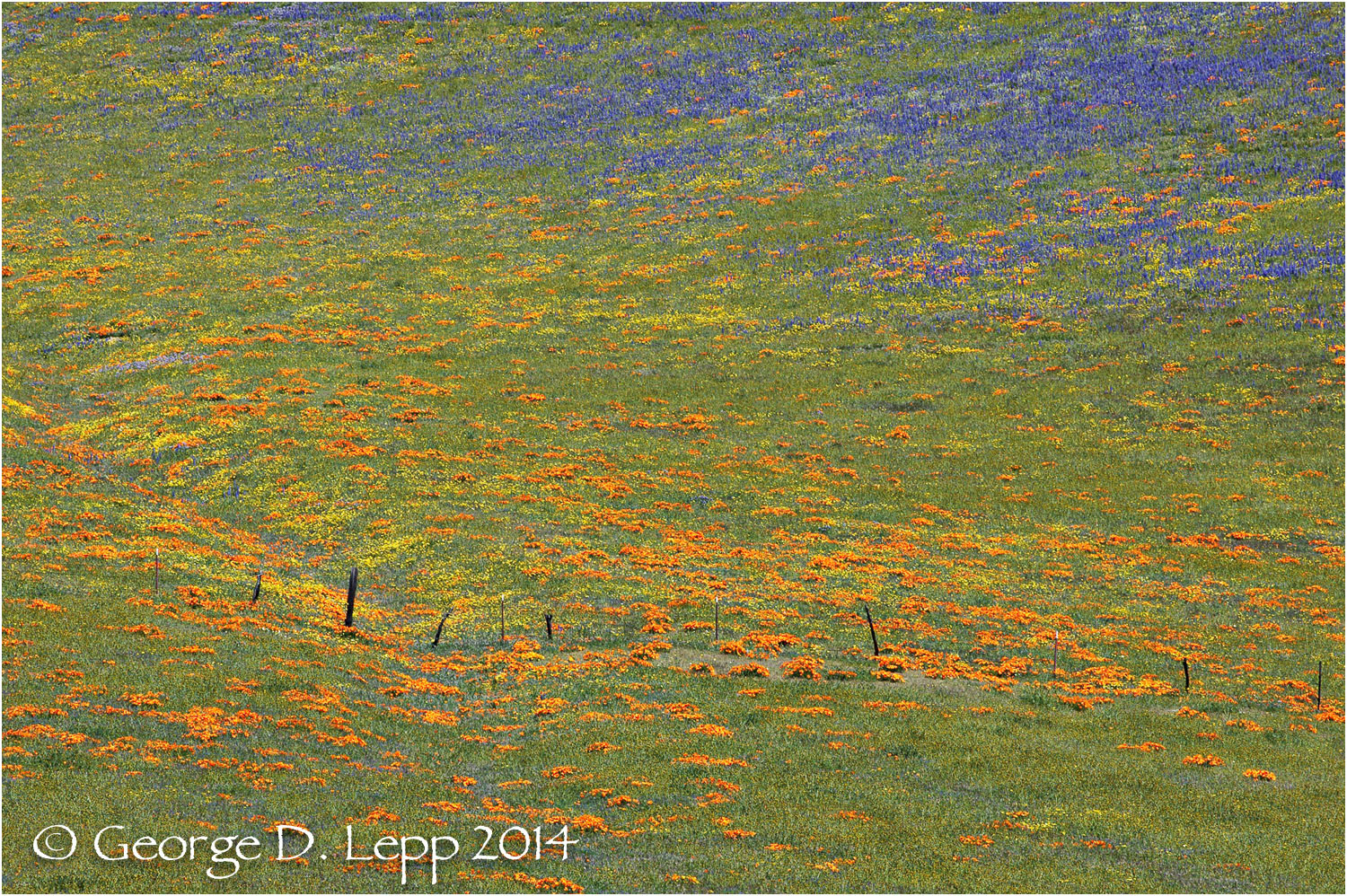 California Poppy. © George D. Lepp 2014 PW-PO-0357