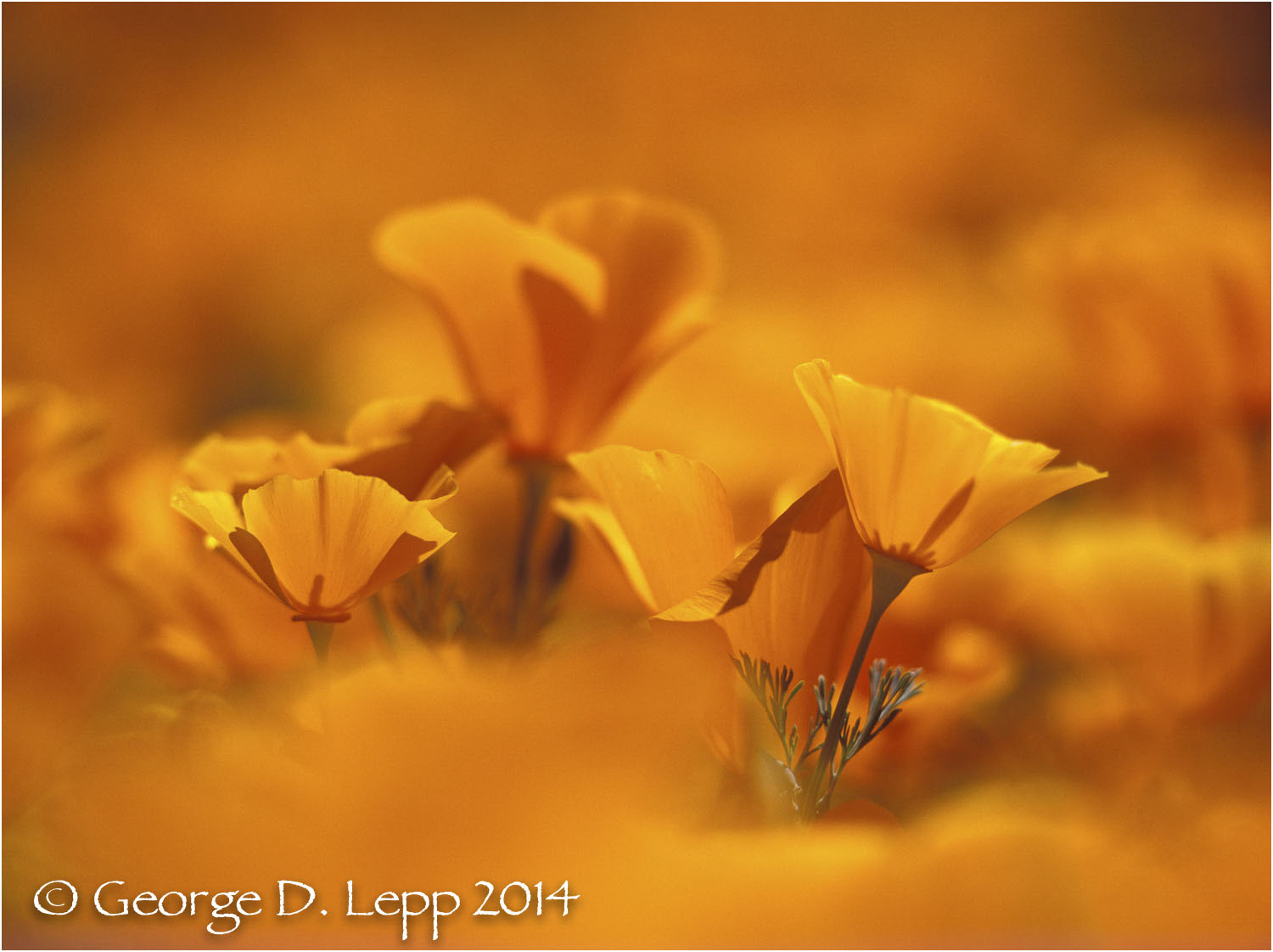 California Poppy. © George D. Lepp 2014 PW-PO-0344