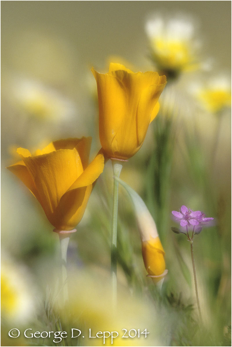 California Poppy. © George D. Lepp 2014 PW-PO-0203